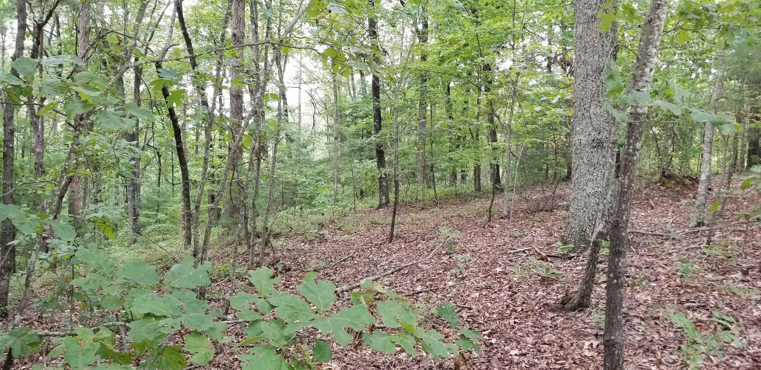0 Lakeland Drive #5 Ellijay, GA 30540